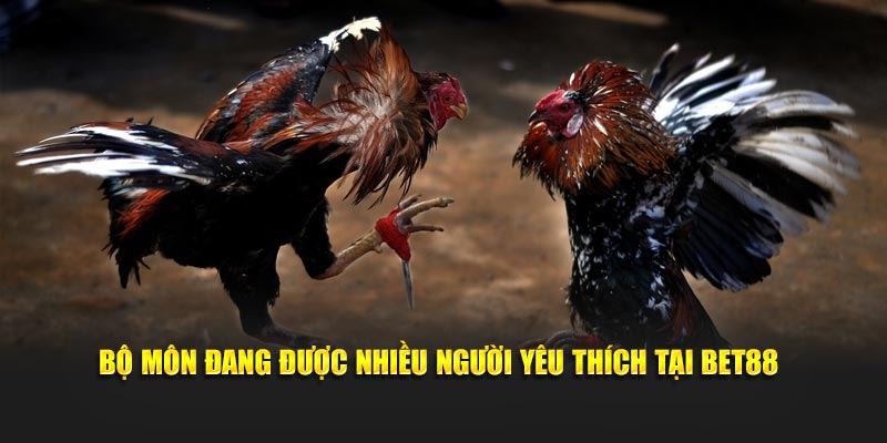 Bộ môn đang được nhiều người yêu thích tại Bet88