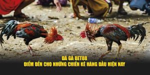 Đá Gà Bet88 - Điểm Đến Cho Những Chiến Kê Hàng Đầu Hiện Nay