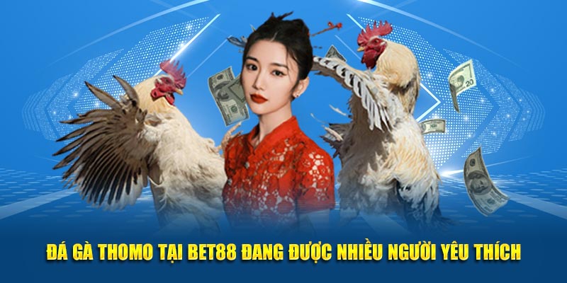 Đá gà Thomo tại Bet88 đang được nhiều người yêu thích
