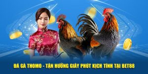 Đá Gà Thomo - Tận Hưởng Giây Phút Kịch Tính Tại Bet88