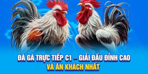 Đá Gà Trực Tiếp C1 – Giải Đấu Đỉnh Cao Và Ăn Khách Nhất