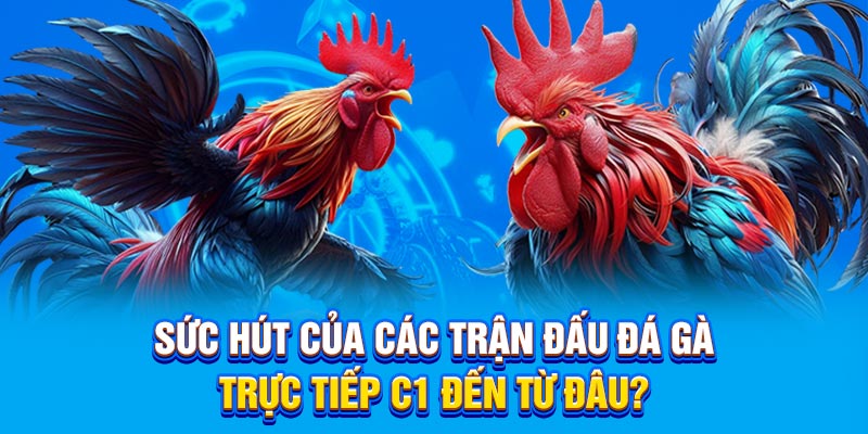 Sức hút của các trận đấu đá gà trực tiếp C1 đến từ đâu? 
