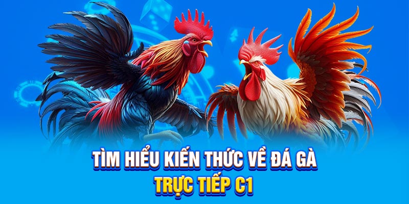 Tìm hiểu kiến thức về đá gà trực tiếp C1 