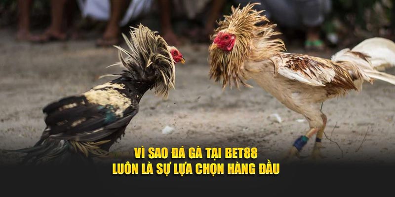 Vì sao đá gà tại Bet88 luôn là sự lựa chọn hàng đầu